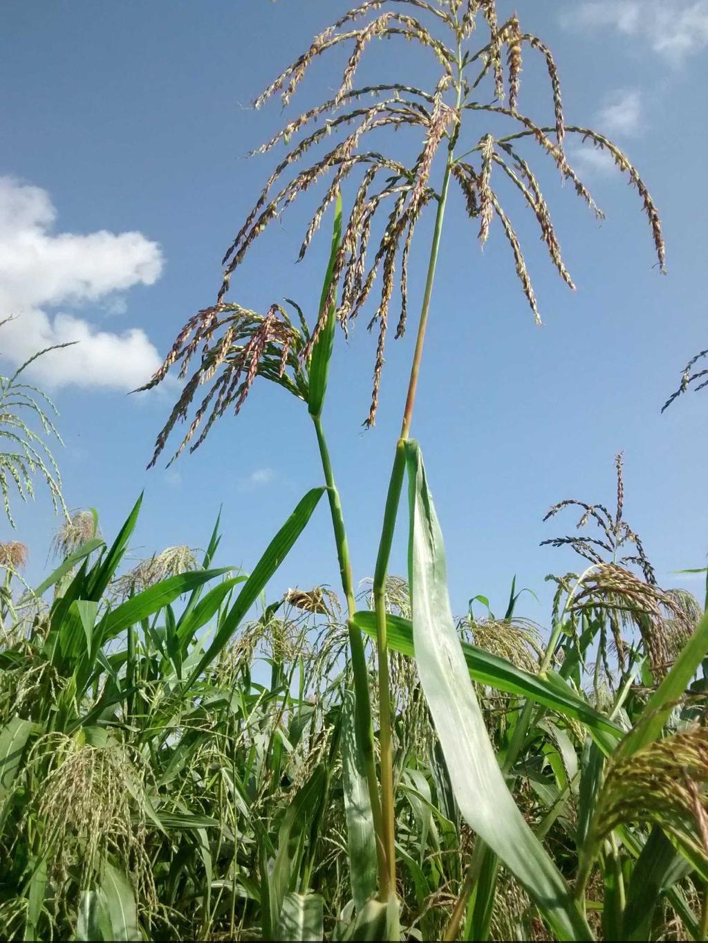 La investigación, que comenzó en 2009, utiliza teosintes -una planta originaria de México y Centroamérica que es el antecesor del maíz- cultivadas en unas cámaras cerradas similares a invernaderos en las que se manipula la concentración de CO2 y la temperatura. (TWITTER/@rellanalvarez)