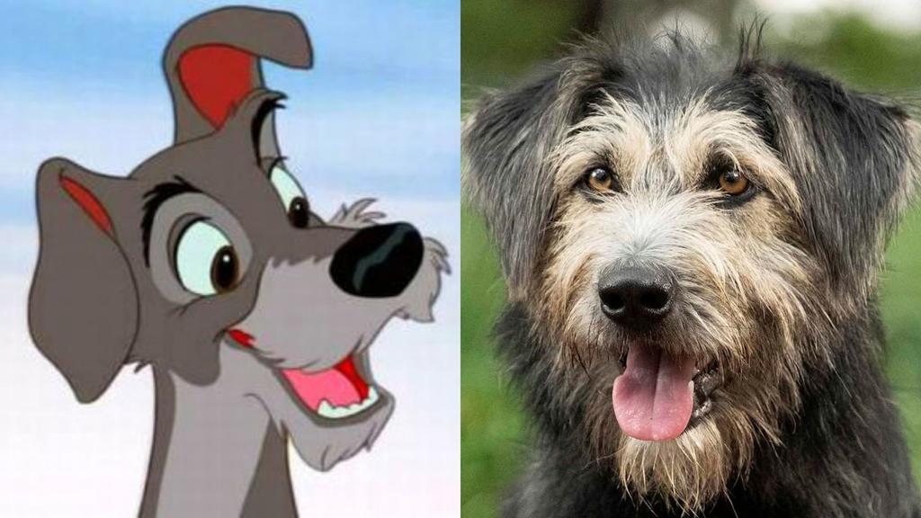 Se llama Monte y era un perro callejero cualquiera hasta que hace un año fue rescatado por unos especialistas en Hollywood. (ESPECIAL)
