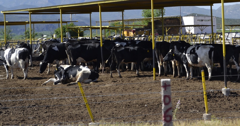 En siete meses de 2019, la producción de leche de vaca en Durango fue de 720 millones 424 mil litros. (EL SIGLO DE TORREÓN)