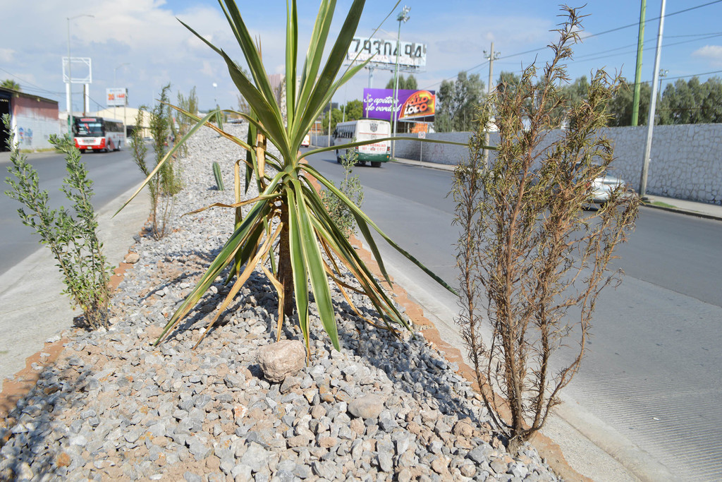 El director de Medio Ambiente de Torreón, Felipe Vallejo, advirtió que las plantas que se han colocado en el bulevar Revolución pueden morir si no cuentan con procesos adecuados de cuidado. (ROBERTO ITURRIAGA)