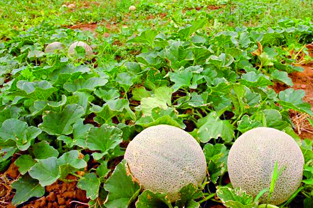 A diferencia del melón intermedio, este dura pocos días en producción, es decir, aproximadamente 20 días debido al clima y por la proliferación de plagas. (ESPECIAL)