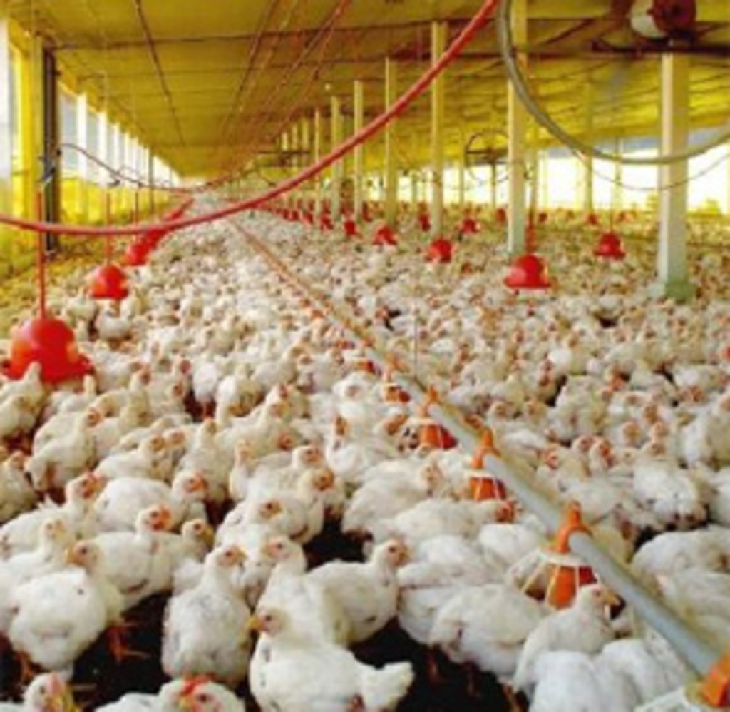 Durango se mantiene como el quinto productor de pollo.