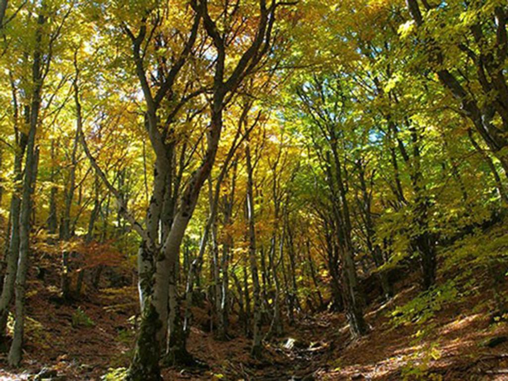 Con una extensión de 2,200 hectáreas, el bosque de Rrajce se integra en las 34,000 hectáreas que conforman el parque nacional Shebenik Jabllanice. (ESPECIAL)