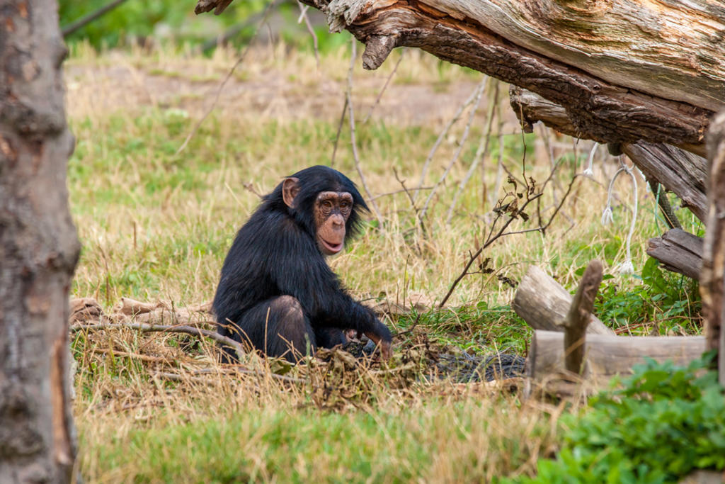 Prima la idea de que hay que trabajar codo con codo con las poblaciones locales para la conservación de los chimpancés. (ESPECIAL)