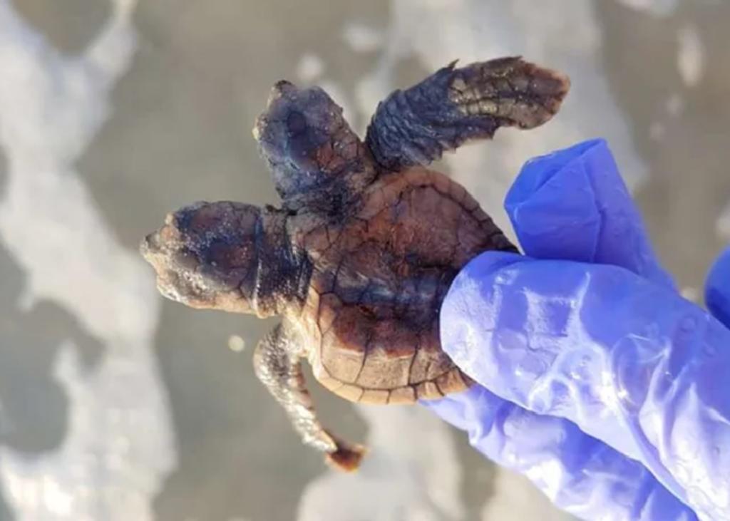 Una anomalía poco usual; la tortuga fue devuelta al mar. (INTERNET)