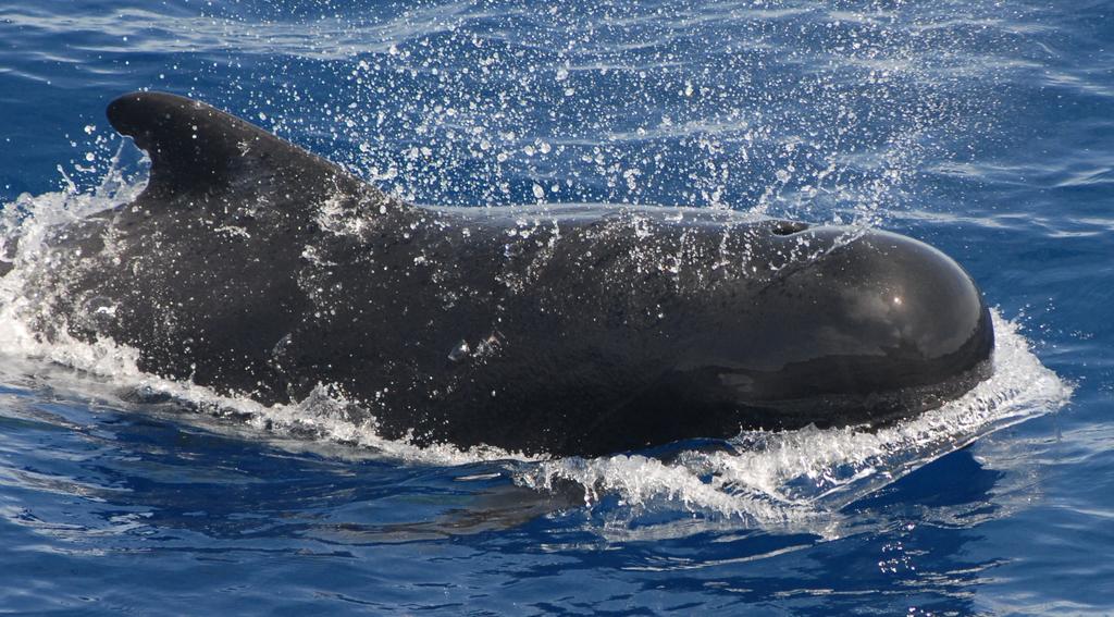 Se trata de una especie de misteriosas y pequeñas ballenas negras que los pescadores y balleneros de Hokkaido, en el norte de Japón, habían visto desde hace años en la isla. (ESPECIAL)