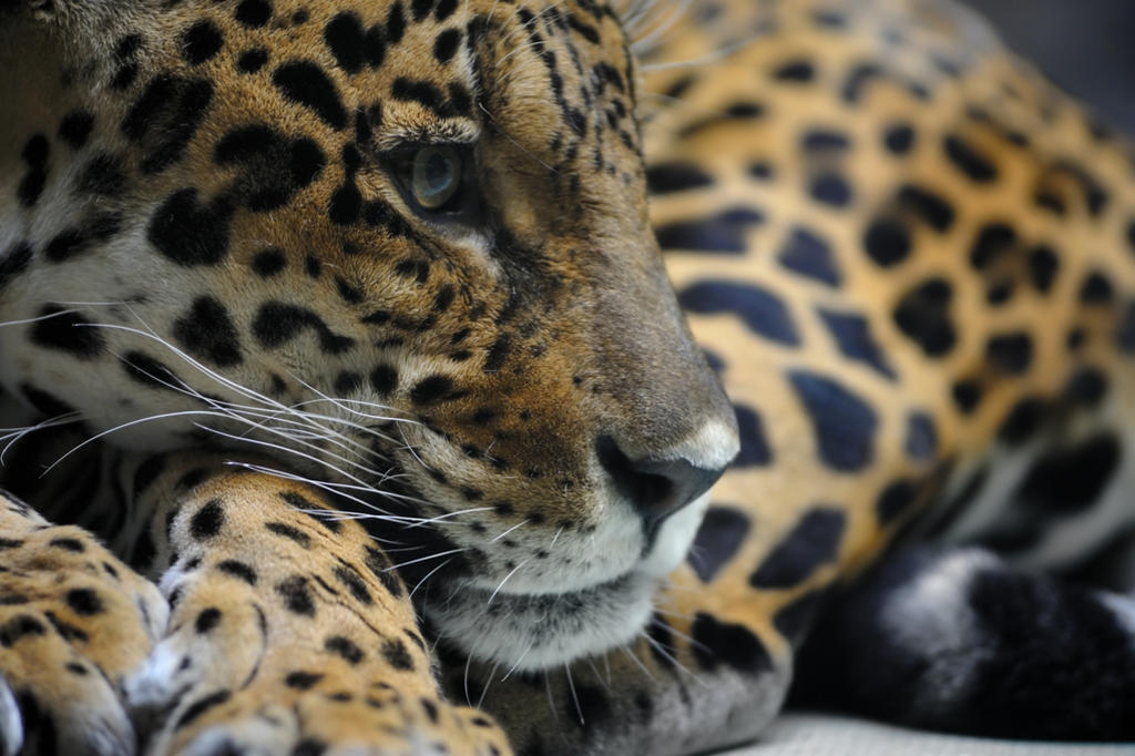 A raíz de una tarea escolar, Sofía Molina eligió colaborar en la salvaguarda de una de las especies con mayor riesgo de extinción: el jaguar. (ESPECIAL)