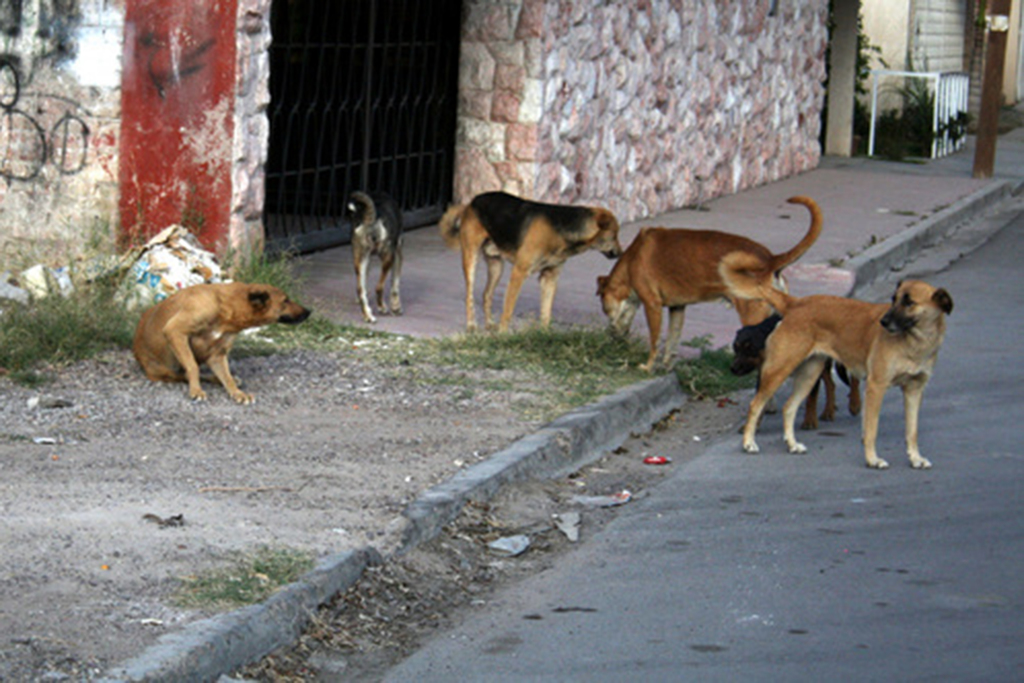 La Dirección de Salud Municipal aplicará medidas para reducir la sobrepoblación de perros callejeros.