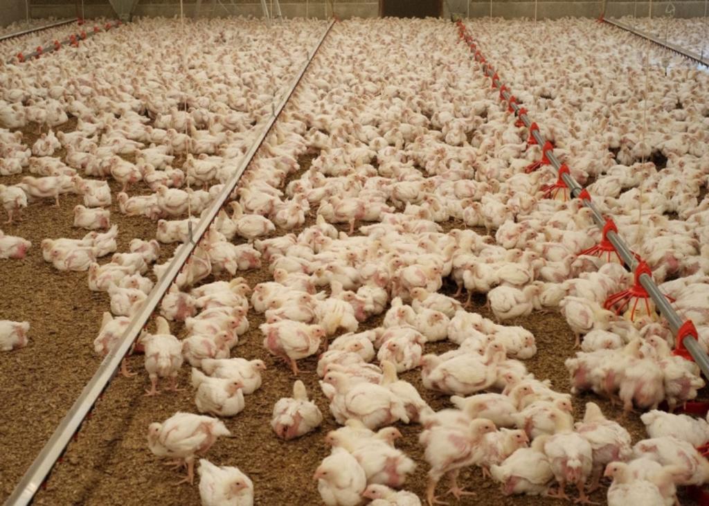 La Unión Europea se ha negado desde hace tiempo a importar pollo de Estados Unidos que habitualmente está enjuagado con sustancias químicas para matar a los gérmenes. (ESPECIAL)