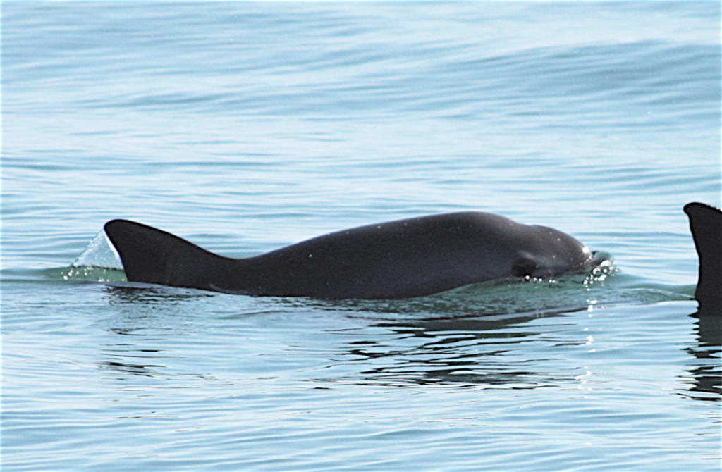 Entre el 19 de agosto y el 3 de septiembre, investigadores de Shepherd Conservation Society y del Museo de la Ballena y Ciencias del mar observaron tres grupos de vaquitas. (ARCHIVO)