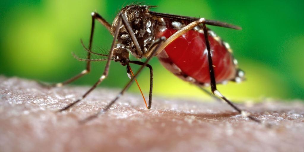 Ante la carencia de insecticidas para combatir el mosco Aedes aegypti, el estado de Veracruz continúa en primer lugar nacional en cuanto al número de personas que tienen o han tenido dengue, al registrar tres mil 234 casos en lo que va del año. (TWITTER)