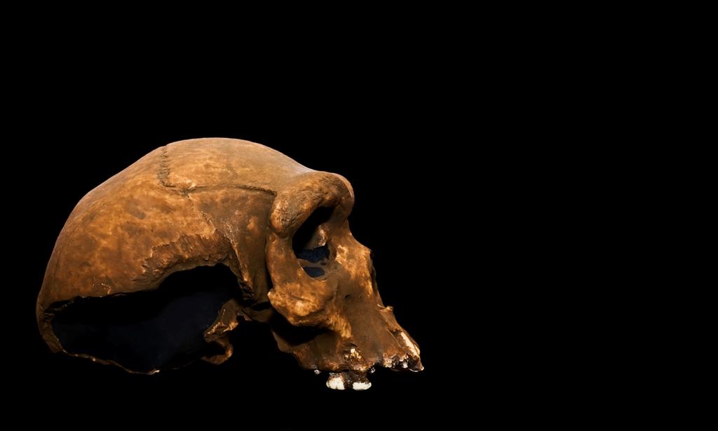 Gracias a los hallazgos paleoantropológicos y a estudios genéticos, una pareja de científicos ha reconstruido virtualmente y en 3D el cráneo del ancestro común de todos los grupos de Homo Sapiens. (ESPECIAL)