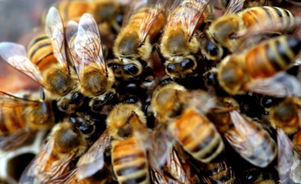 Protección Civil de Mazatlán dio a conocer que se logró retirar el enjambre de abejas de uno de los árboles que se ubican dentro de la escuela, donde se alojan los insectos los cuales por motivos que se desconocen atacaron a varios estudiantes. (EL UNIVERSAL)
