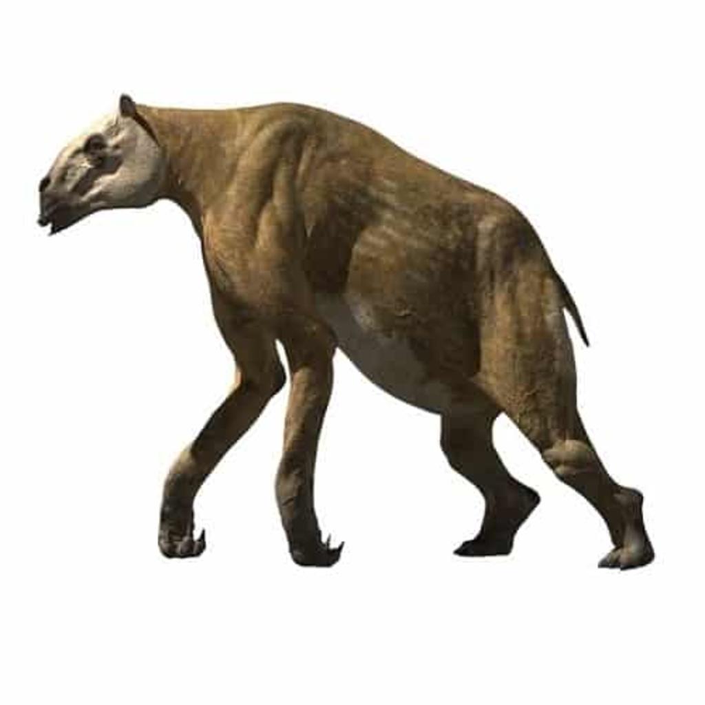 Científicos australianos concluyeron que una especie extinta de marsupiales diprotodontos de Australia conocidos como palorquéstidos tenían un tamaño 'gigante' y llegaron a pesar más de 1,000 kilos. (ESPECIAL)
