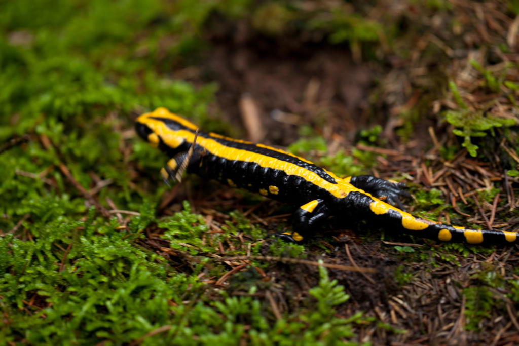 Un grupo de científicos de la Sociedad Zoológica de Londres (ZSL) ha identificado una nueva especie de salamandra gigante como el anfibio más grande del mundo. (ARCHIVO)