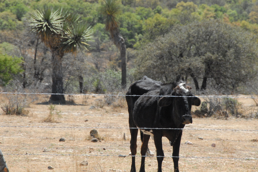 Solo 11 municipios de Durango recibirán apoyos para los productores ganaderos por problemas de la sequía. (EL SIGLO DE TORREÓN)