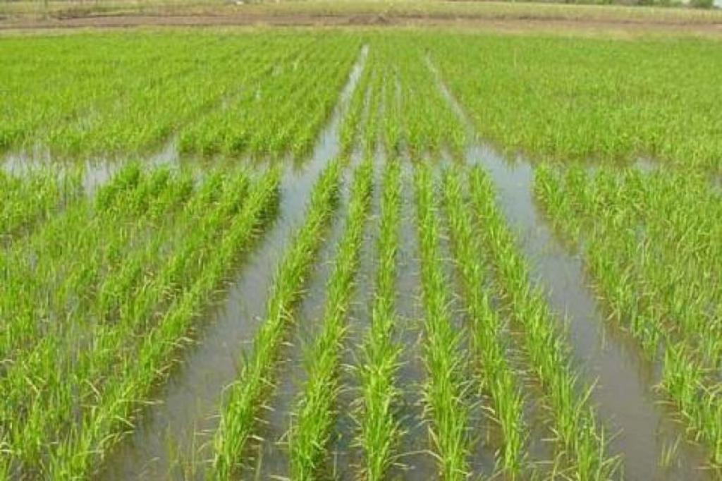 La primera estación china de cultivo de arroz de mar en una región fría en la provincia nororiental de Heilongjiang, inició operaciones. (ESPECIAL)