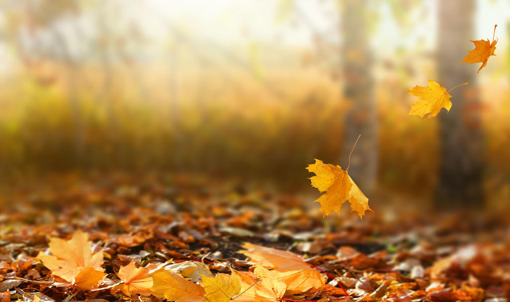 El otoño se ha convertido en una de las épocas favoritas de las personas por los detalles que lo constituyen.  