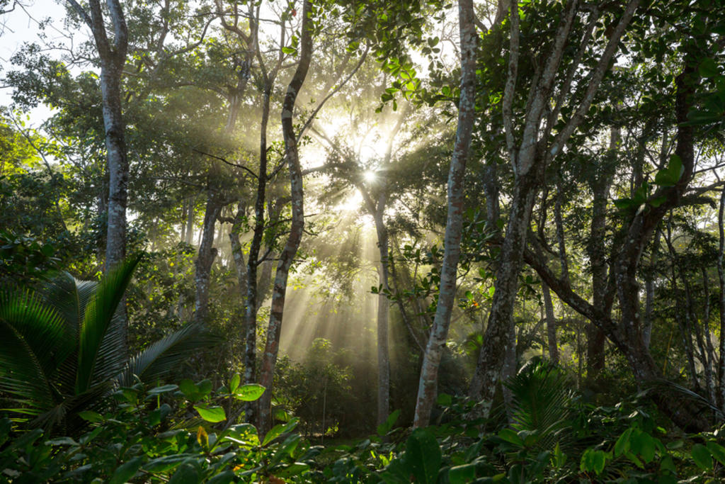 Entre el 40 y el 60 por ciento de la flora arbórea de la región amazónica de Ecuador es desconocida. (ARCHIVO)