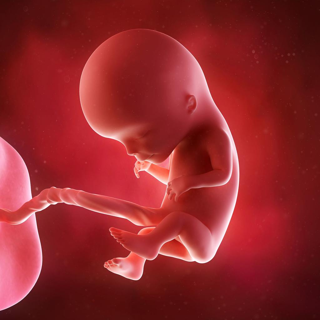 Un embrión de 12 semanas no tiene conciencia, es decir, no es capaz de sentir dolor ni satisfacción. Esta es la conclusión a la que ha llegado la ciencia, pero ¿cómo aseguran que un cerebro en formación no tiene conciencia? (ESPECIAL)