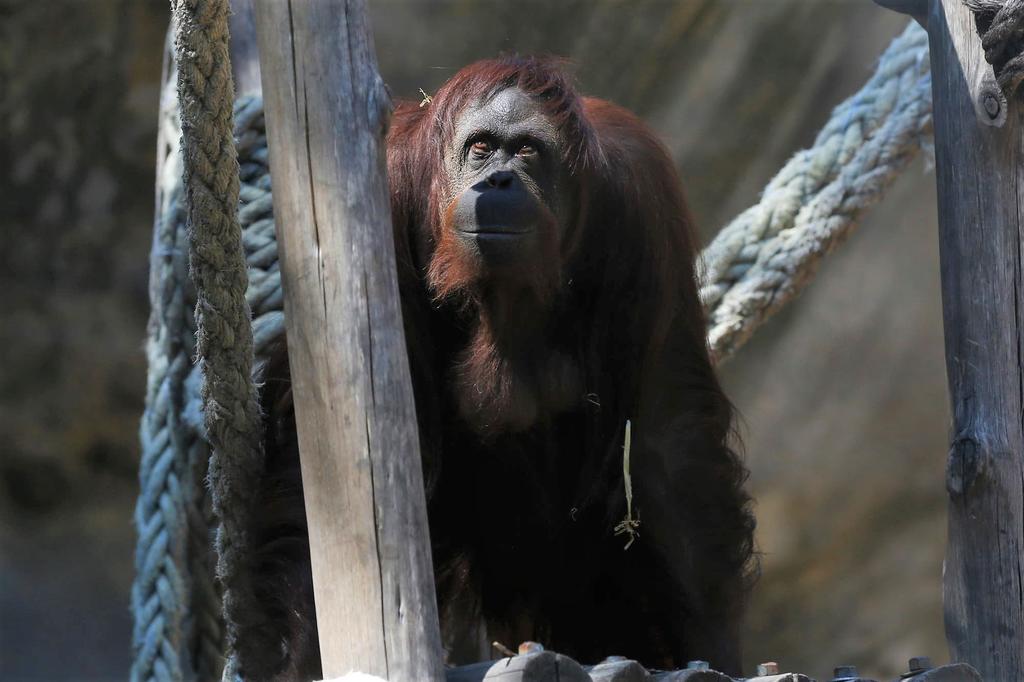 La orangutana de 53 kilos, nacida en Alemania en 1986, vivía desde los 8 años en el zoológico (ahora ecoparque) de Buenos Aires, donde se encontraba expuesta al ruido de la ciudad y a la ausencia de otros animales de su especie. (ESPECIAL)