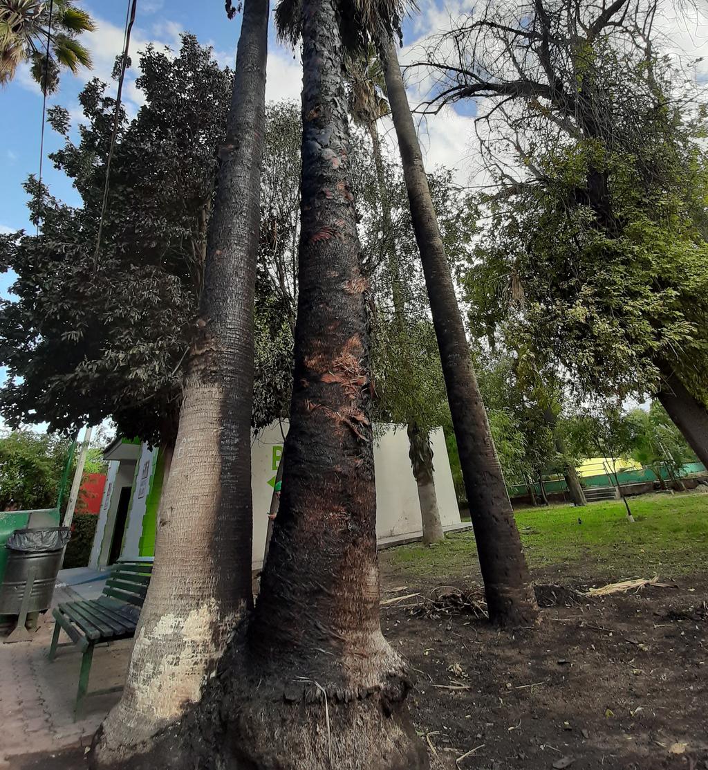 Fueron tres palmas afectadas, dos de 10 metros de altura y una de 6 metros. Este tipo de palmas pueden llegar a crecer mas de 30 metros. (EL SIGLO DE TORREÓN)