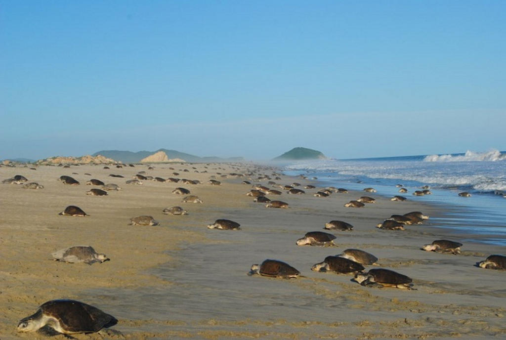  En el estado de Oaxaca se perdieron alrededor de 8.4 millones de huevos de tortuga, es decir, el 10 por ciento que se encontraban en las playas, a consecuencia del paso de la tormenta tropical 'Narda', informó la Comisión Nacional de Áreas Protegidas (Conanp). (ARCHIVO)