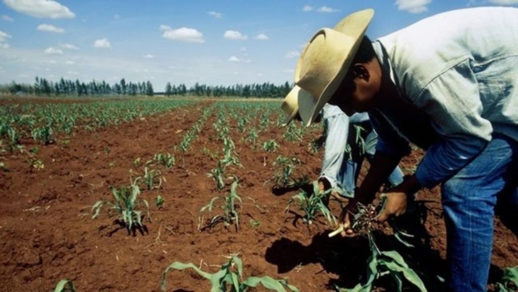 Señala la CNC estatal que de aprobarse recortes al presupuesto para el campo en 2020 se paralizaría el sector agropecuario nacional. (ARCHIVO)