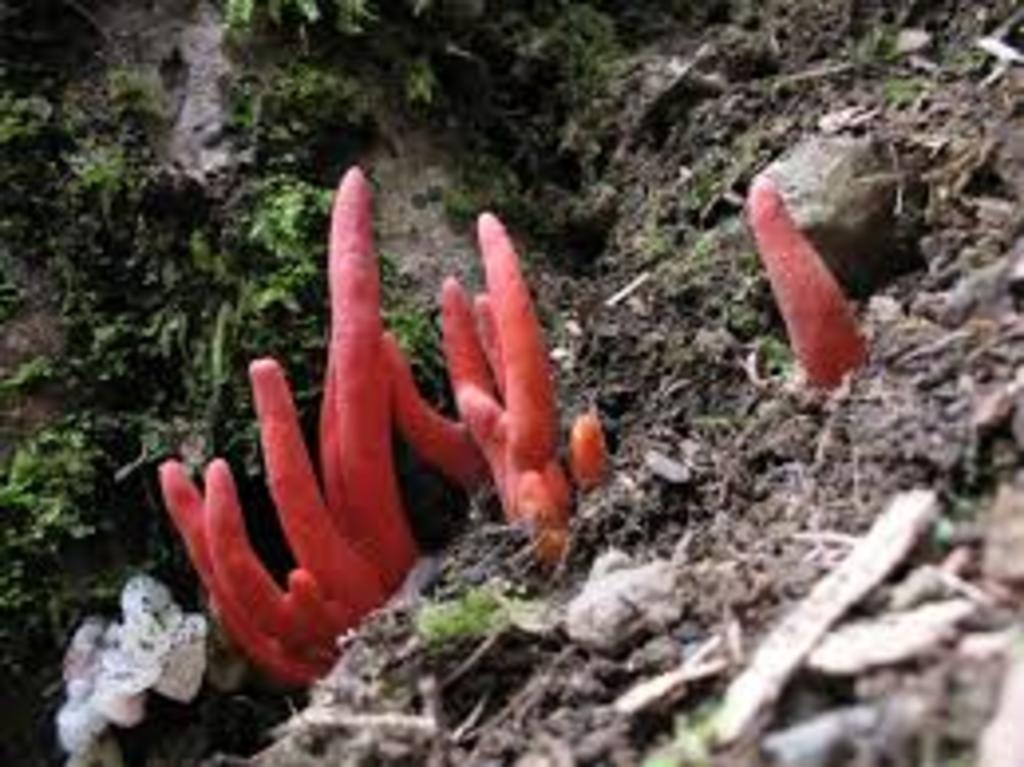 Uno de los hongos más mortales del mundo, el Podostroma cornu-damae, endémico de las zonas montañosas de Japón y la península coreana, fue descubierto por primera vez en Australia. (ESPECIAL)