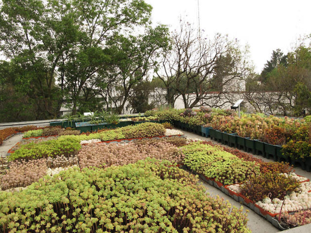 La UNAM promueve desde hace 20 años un concepto ambiental denominado azoteas verdes o sistemas de naturación urbana. (ESPECIAL)