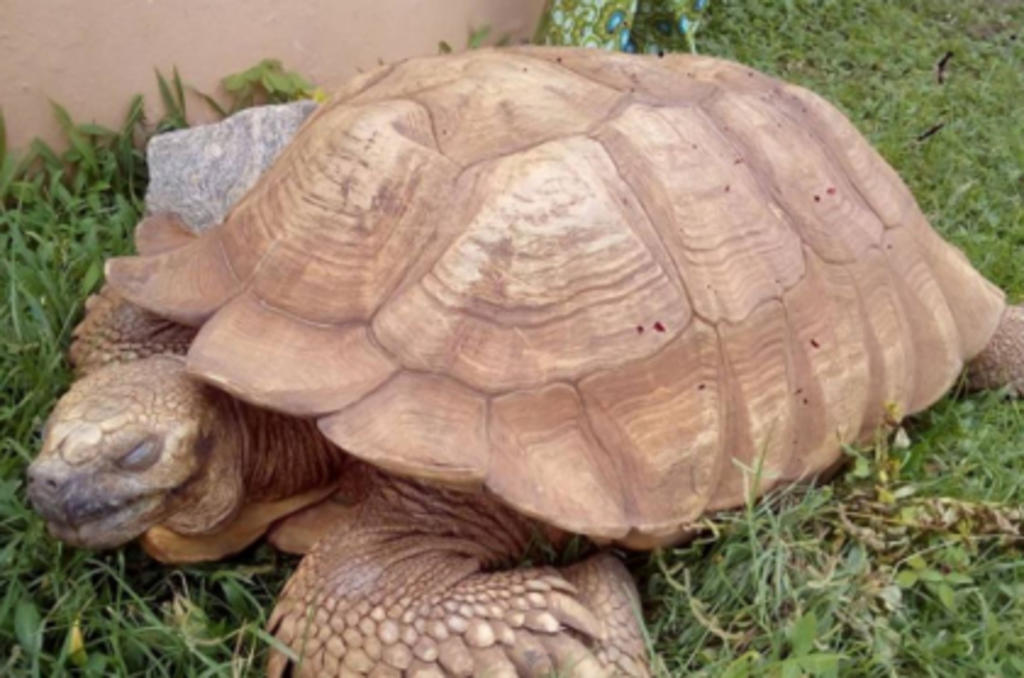 La tortuga macho “Alagba”, a sus 344 años el ejemplar más antiguo de África y probablemente el ser vivo más viejo del mundo, murió en Nigeria. (ESPECIAL)