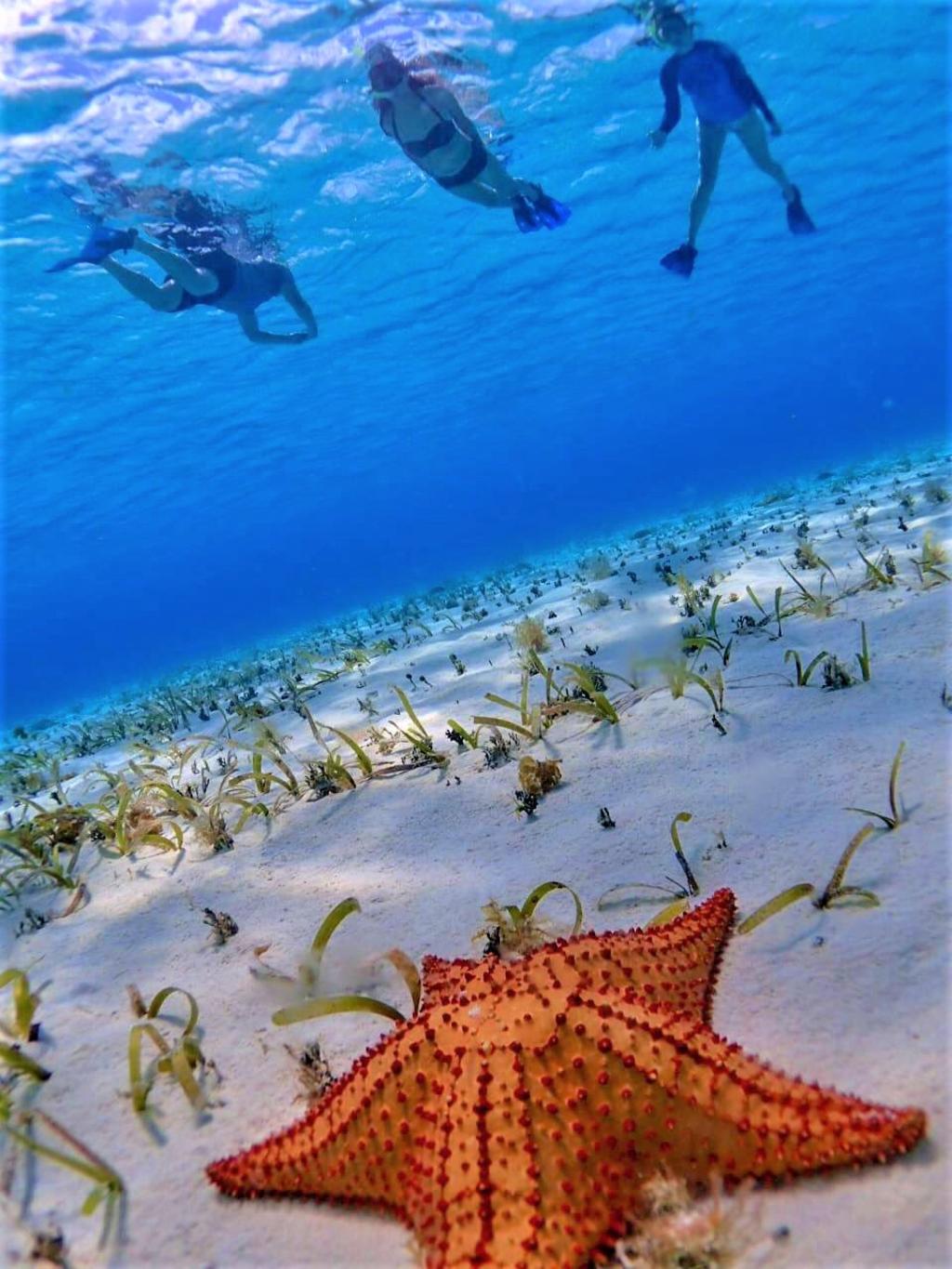 Supenderán -del 7 de octubre al 15 de diciembre- las actividades de snorkel y buceo en la zona de El Cielo, Palancar y Colombia, los puntos coralinos mejor conservados dentro del Parque Nacional Arrecifes de Cozumel. (ESPECIAL)