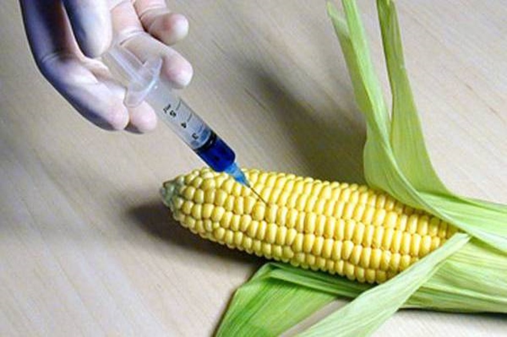 Señala Red que nueva legislación no va contra el maíz transgénico. (ESPECIAL)