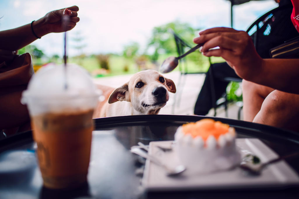 Todos aquellos que tiene perros han pasado por ello. Sentarte a la mesa y que tu mascota te vea directamente a los ojos sólo esperando que le compartas algo de tu comida.  (ARCHIVO) 