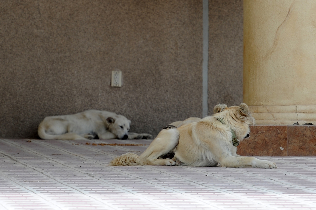 Denuncian colonos de Las Rosas que durante los dos últimos días han envenenado a 22 perros. (EL SIGLO DE TORREÓN)