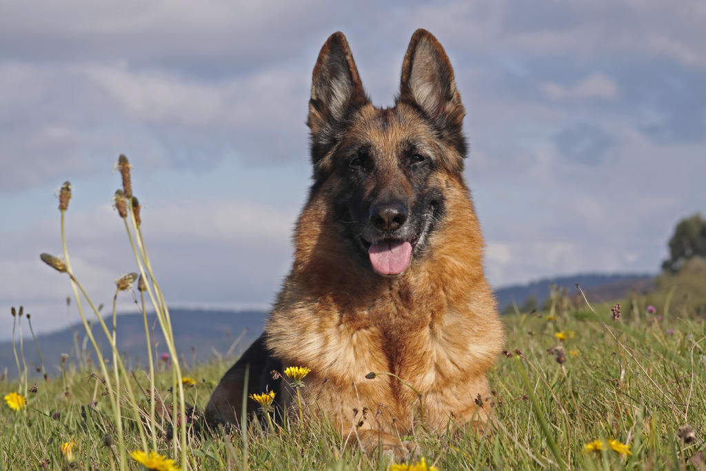 El pastor alemán es el perro guardián por excelencia. (ARCHIVO) 
