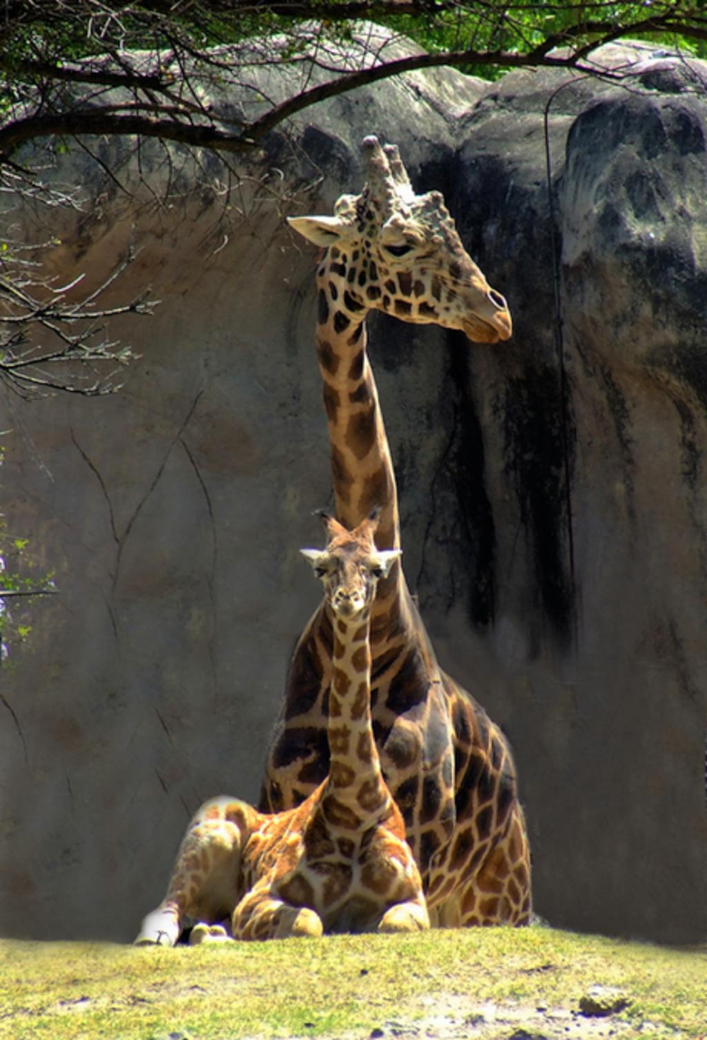 La jirafa 'Fortunata', de 29 años con una de sus crías. (Especial)