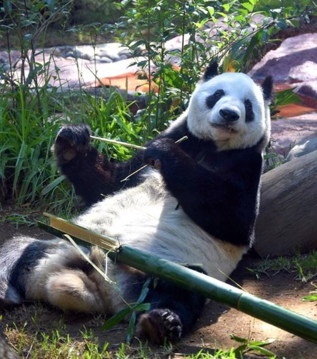 El panda 'Shuan Shuan', de 32 años. (ESPECIAL)