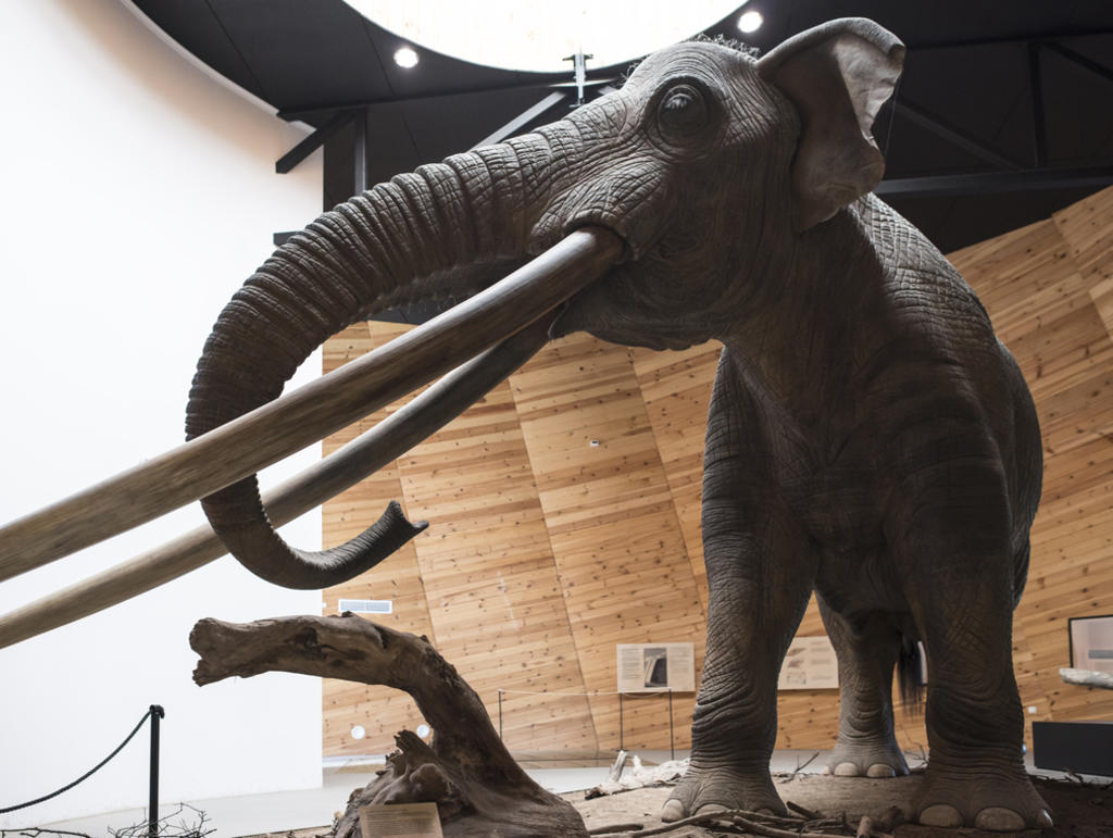 Una familia que construía un horno de cal en el central estado de Puebla descubrió restos óseos y un par de colmillos de un mastodonte de más de 10,000 años de antigüedad. (ARCHIVO)