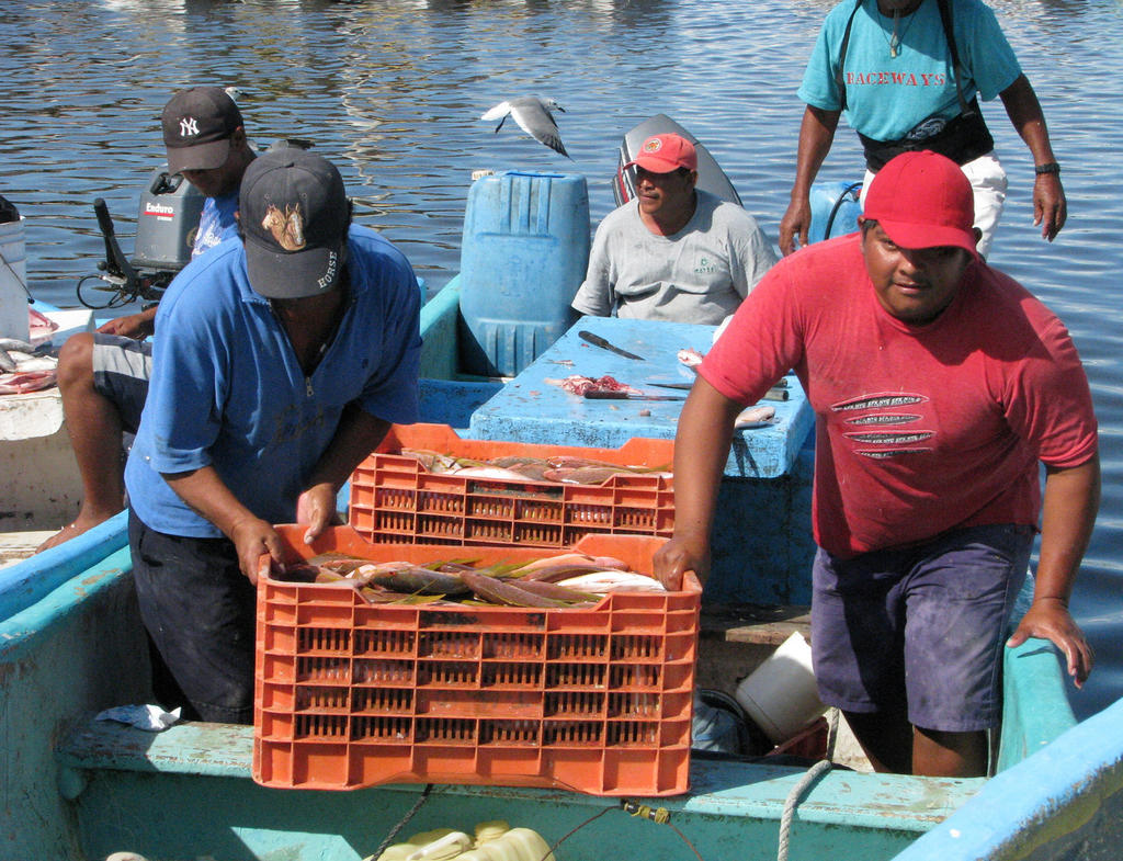 Un análisis de 755 peces capturados en aguas de tres puertos de México detectó que, en promedio, 20% de ellos presentaba microplásticos en sus estómagos. (ARCHIVO)