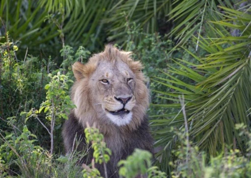 VIRAL: Fotógrafo capta a león 'riéndose' de él tras asustarlo