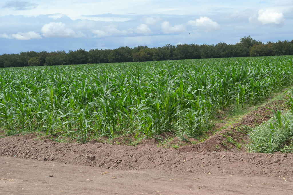 Se ha incrementado el rendimiento de los cultivos y el suministro alimenticio en México y el mundo. (ARCHIVO)
