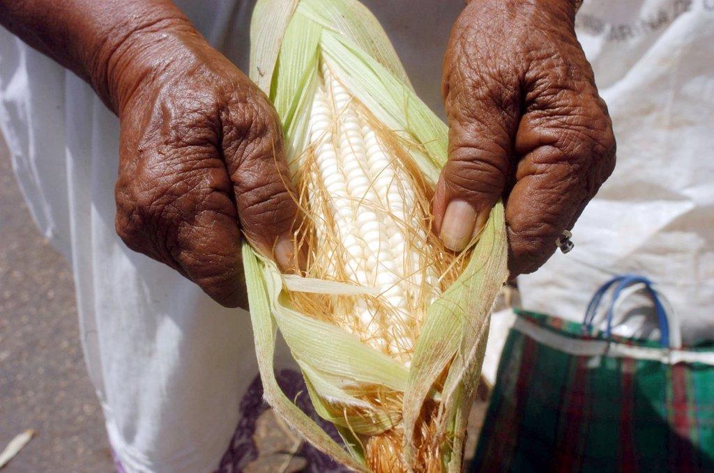 La ley establece que se garantizará el acceso al maíz nativo para consumo alimentario. (ARCHIVO)