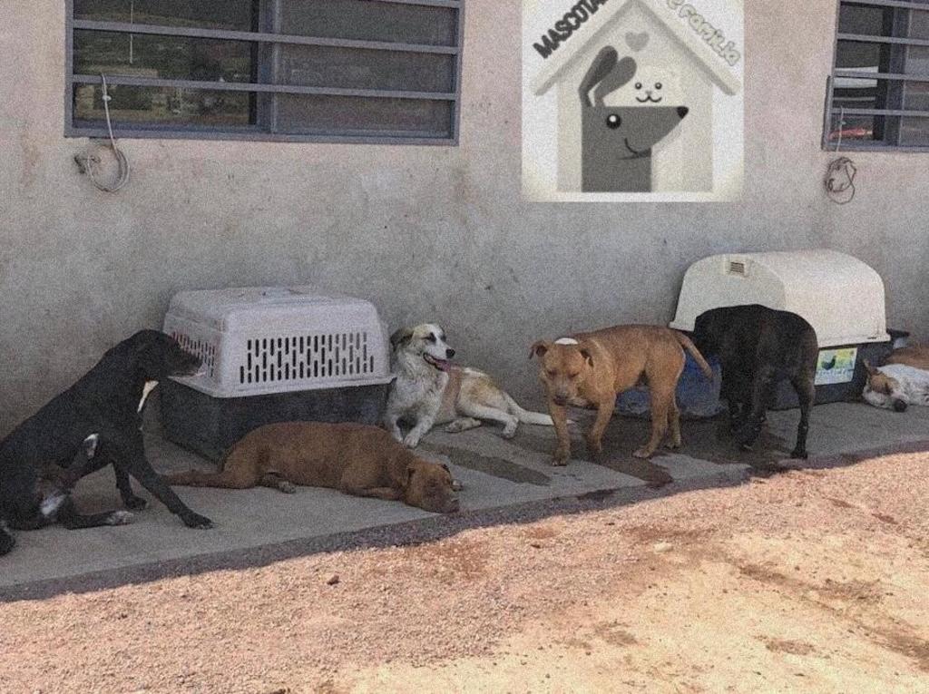 Actualmente, la asociación Mascotas de Familia atiende a 19 perritos en su albergue, por lo que solicitan apoyo para mantenerlos. (VIRGINIA HERNÁNDEZ)