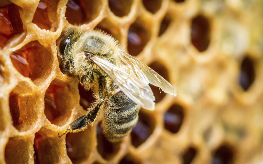 Según la Sader, el estado de Durango reportó una producción de 149 toneladas de miel transcurridos tres trimestres de 2019.