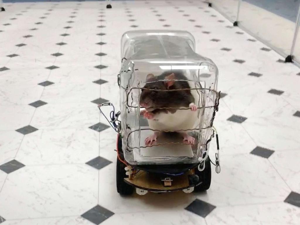 un equipo científico ha presentado a unos roedores que son capaces de conducir un vehículo hecho a su medida y lo hacen para obtener comida. (ESPECIAL)