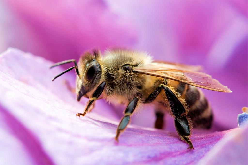 Los investigadores señalan que el 70 por ciento de los alimentos que se consumen diariamente depende de las abejas, y por lo tanto la permanencia de los humanos en el planeta. (ESPECIAL)