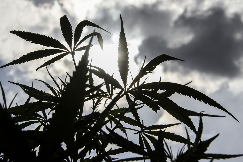 Esta semana se analizará la ley para regular la cannabis. (AGENCIAS)