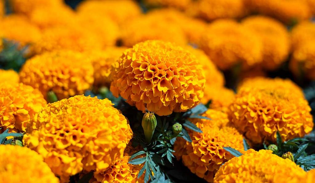 De la también llamada 'flor de veinte pétalos' (en lengua náhuatl) se tiene previsto generar este año dos millones 278 mil plantas, aunque su presentación más común es en manojos de 12 a 15 piezas, rollos o gruesas. (ESPECIAL)