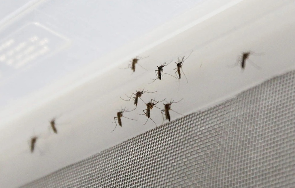 Sigue elevándose la cifra de dengue en la región Lagunera de Durango; van 39 casos. (EL SIGLO DE TORREÓN)